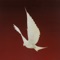 Dove - Floor lyrics