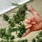 Free da Herb - Sashamon lyrics