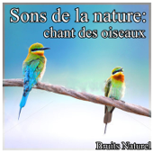 Sons de la nature : chant des oiseaux