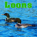 Relaxed Echoing Loons Calls On a Northern Lake - Nature Sounds