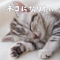 ネコになりたい - Single - Makiko Hirohashi