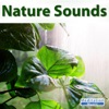 Sounds of Nature - Thunder Storm Sounds