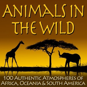 Animals in the Wild: 100 Authentic Atmospheres of Africa, Oceania & South America