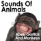 Orangutan Hoots As Insects Chirp - Pro Sound Effects Library lyrics