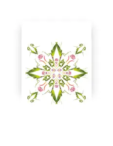 Dr. Broccoliを聴いたり、ミュージックビデオを鑑賞したり、経歴やツアー日程などを確認したりしましょう！