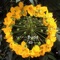 It's Steeper Near the Roses (For David Sylvian) - Harold Budd lyrics