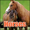 Horse - Heavy Breathing after a Run, Animal Horses - Sound Effects Library
