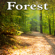 Tranquil Breezy Early Morning Forest - Nature Sounds