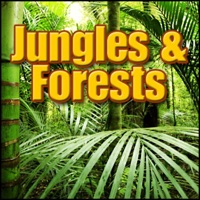 Sound Effects Library - Jungle, South America - South America: Daytime Ambience, Birds, Close Up Forests, Jungles & Swamps