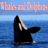 Whales and Dolphins - Sounds of Nature - Single - Nature Sounds