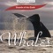 1986 Humpback Whale Song - Sounds of the Earth lyrics