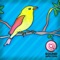 Loon-Bird Call Song-(short) - Sound Affection lyrics