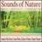Wind Sounds - Robbins Island Music Group lyrics