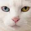 Tsukitotaiyo