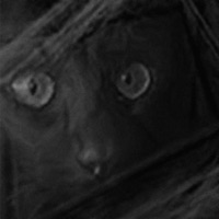 Luminance - Les Loups