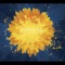 December Sun - Avastera lyrics