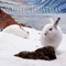 Stay With Me - Nancy Lamott lyrics