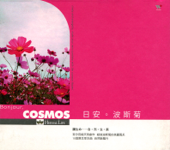日安波斯菊