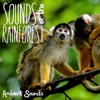 Ambient Sounds - Sounds of the Rainforest