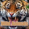 Tiger (Adult, Growl, Angry Snarl) - Sound Effects Library