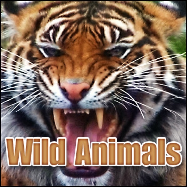 Wild Animals Sound Effects