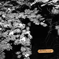 Violence In the Snowy Fields — Dolorean
