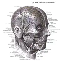 Beyond the Shadow of Doubt — Phideaux