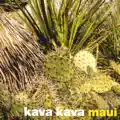 Maui Maui