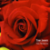Ever I Love You - Tim Janis