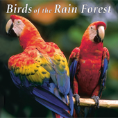 Birds of the Rain Forest