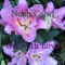 Im Ganzen Land cover