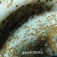 Bass Instinct — Gaudi & Antonio Testa