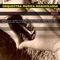 La Sombra de Tu Sonrisa - Orquesta Música Maravillosa lyrics