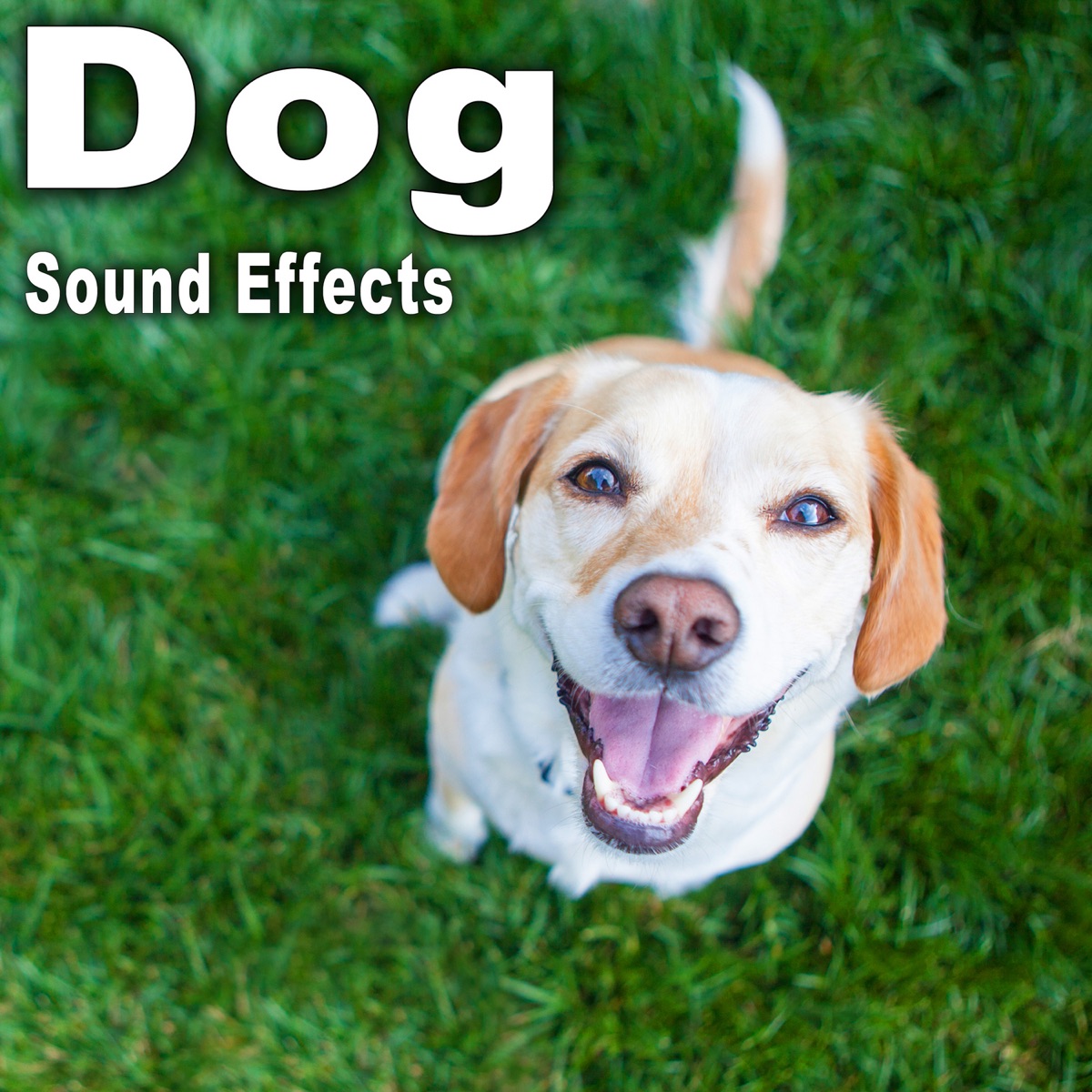 Dog Sound Effects - Album by The Hollywood Edge Sound Effects Library -  Apple Music