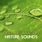 Rose Petals - Deep Relaxation Meditation Academy lyrics