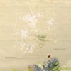 Dandelion Seeds - EP