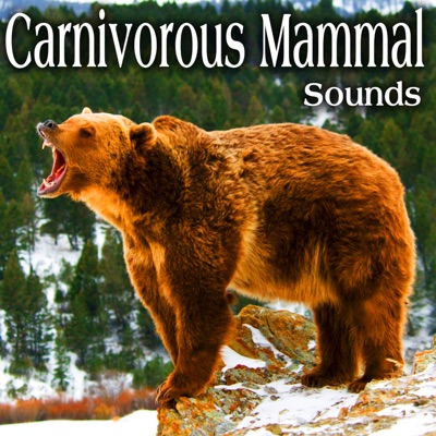 Badger Lets out Multiple Grunts and Barks with Angry Screams and Hisses Take 1-thumbnail