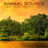 Animal Sounds – Nature Sounds Background Music for Yoga Retreats, Mindfulness Meditation & Spiritual Awakening - Nature Sounds White Noise Sound Effects