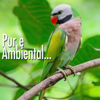 Pure Ambiental - NMR Digital