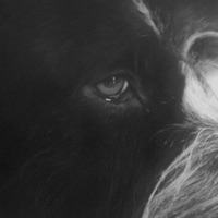 Yorikke - Panthera Krause