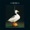 Talk Talk - My Foolish Friend