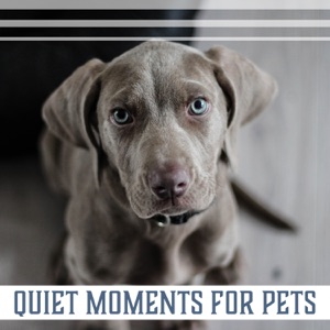 Quiet Moments for Pets (Best Relaxing Zen Music Therapy for Your Furry Animal Companion)