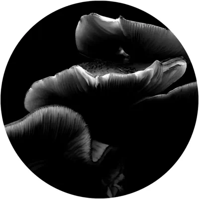 Listen to Affinity 2 - Single by Various Artists