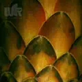 Cherries (Strip Dub)