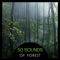 Autumn Forest - Guided Meditation Music Zone lyrics