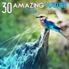 30 Amazing Nature: Birds Sounds – Calm Mind, Gentle Nature Relaxation, Meditation, Yoga & Well Being