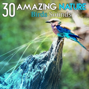 30 Amazing Nature: Birds Sounds – Calm Mind, Gentle Nature Relaxation, Meditation, Yoga & Well Being