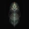 Lustral - BT lyrics