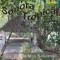 Dolores - La Sonora Tropical lyrics