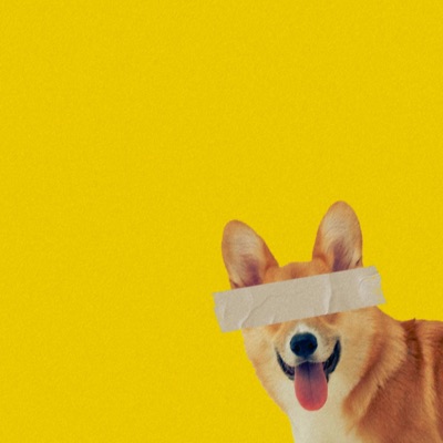 זה כלב או חתול